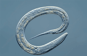C. elegans | Antibody
