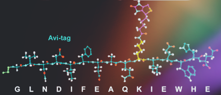 Recombination-protein biotinylated system established in budding yeast. (Huijun, X, 2017)