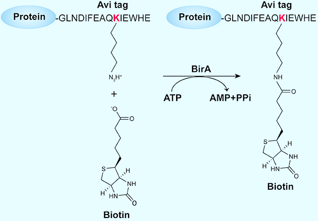 Recombination-protein biotinylated system established in budding yeast. (Huijun, X, 2017)