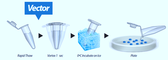 Modelorg Competent Cells