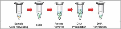 Figure 2. Genomic DNA isolation from the whole blood, frozen blood, buffy coat, cultured animal/bacterial cells, fungus cells and tissue. (Creative Biolabs)