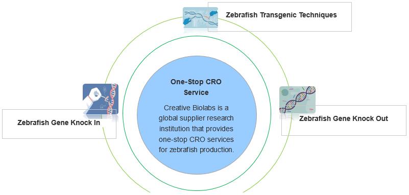 Zebrafish Gene Editing Technique