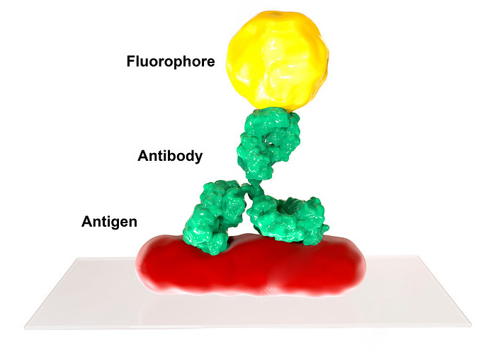 Fluorescently Labeled Antibody Service