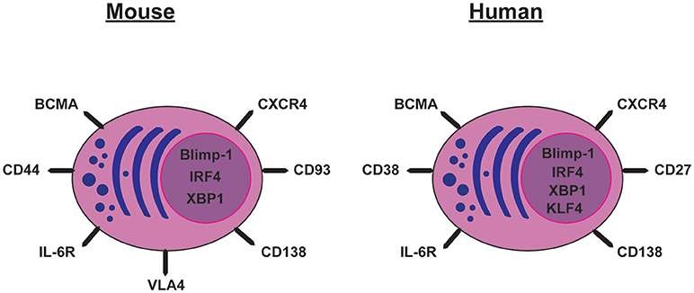 Cell surface markers expressed by mouse and human long-lived plasma cells. 