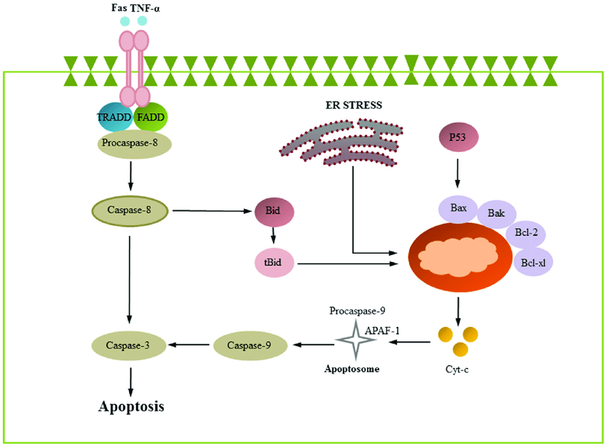 Apoptosis signaling pathways.