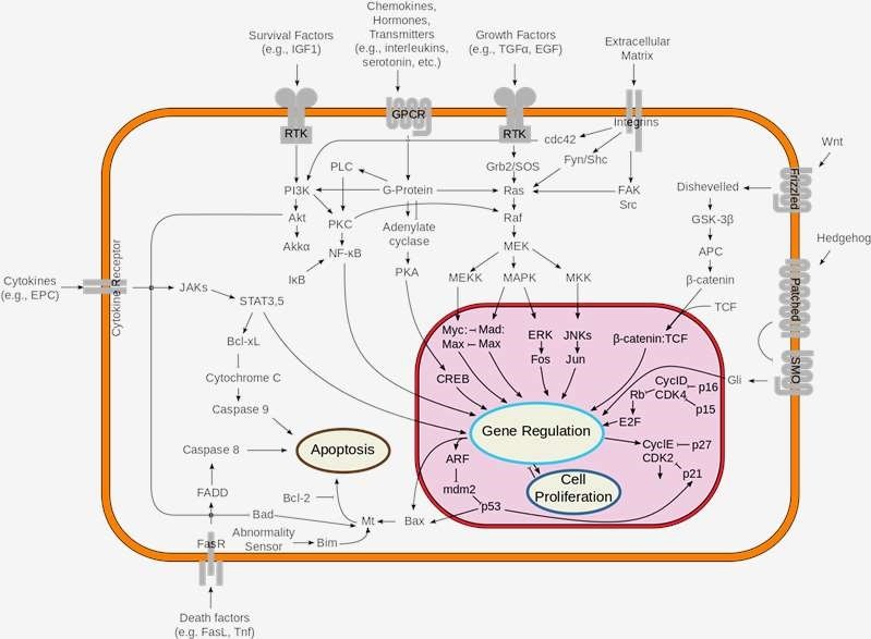 Overview of signal pathways.