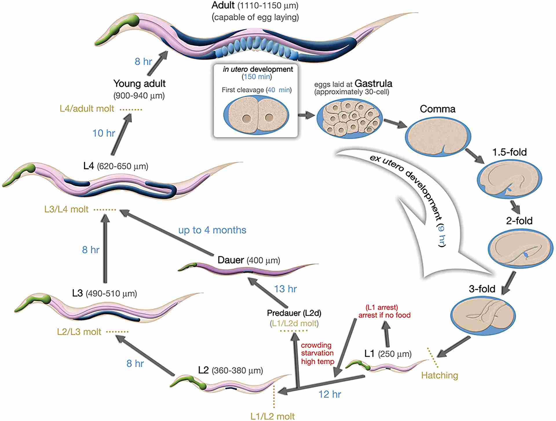 The life cycle of C. elegans.