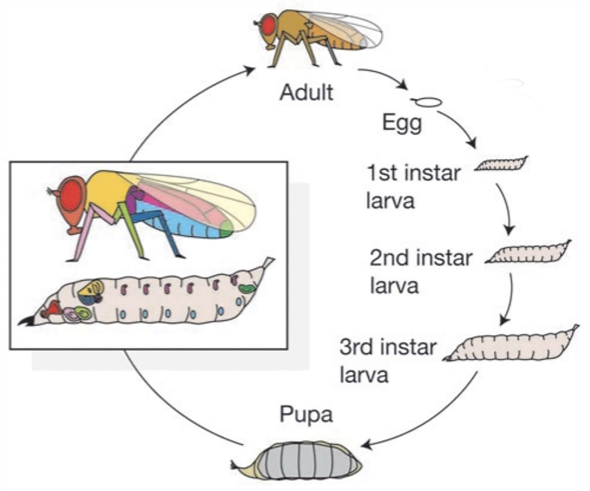 The life cycle of Drosophila.