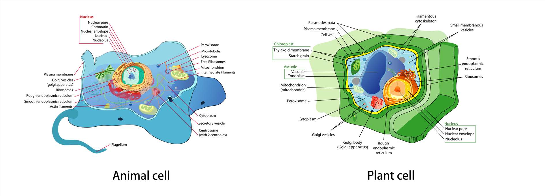 Structure of a typical animal cell and plant cell.
