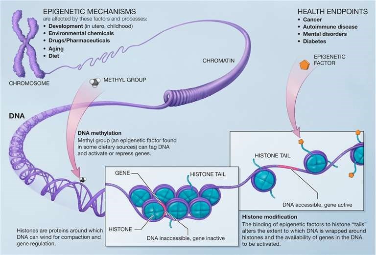 Epigenetics mechanism. 