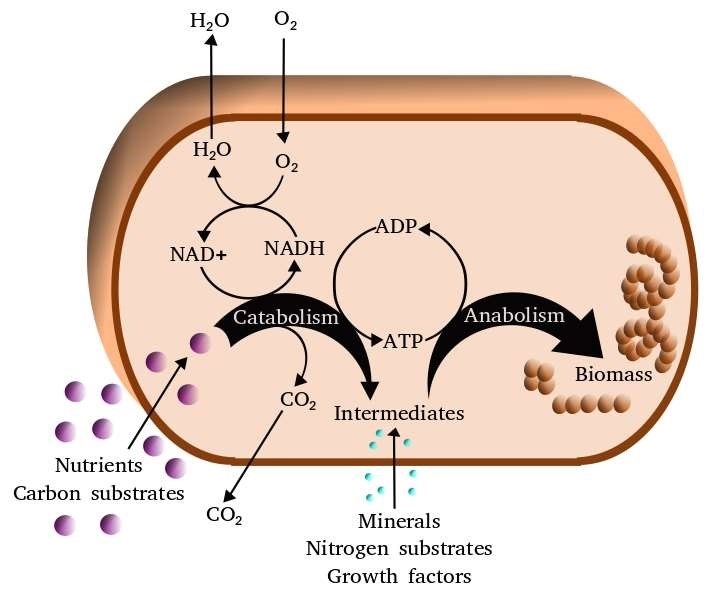 Overview of the cellular metabolism.