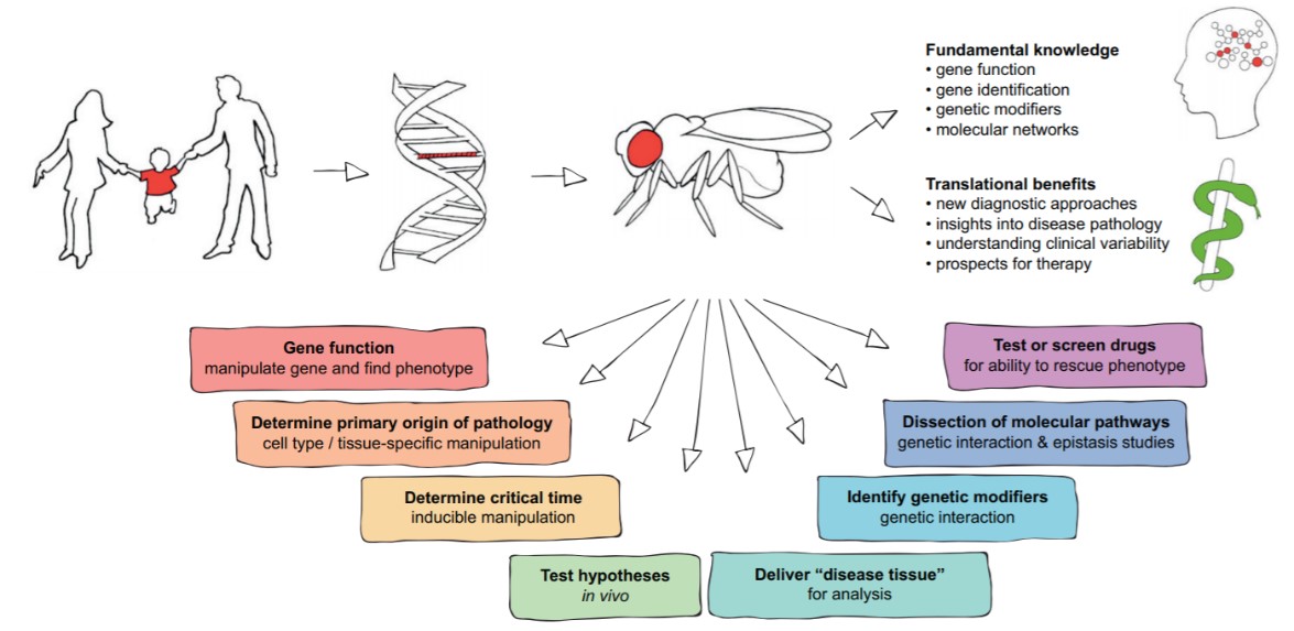 Advantages and application of Drosophila as a disease model.