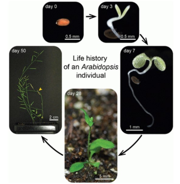 Life history of an Arabidopsis individual.