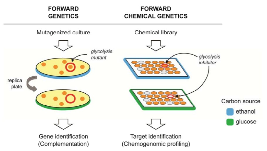 A comparison of forward genetic, and forward chemical genetic screening.