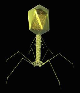 Bacteriophage Antibody