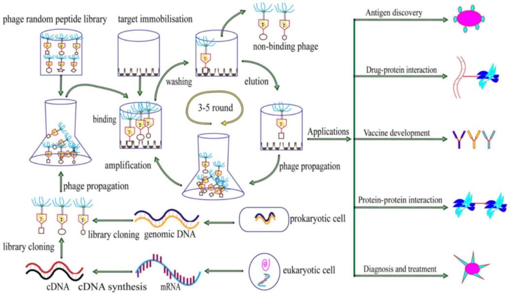 The principle, process and application of phage display technology.