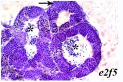 4-1-1-A-Hot-Target-Discovered-in-Cellular-Processes-of-Zebrafish