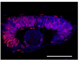 4-2-3-Top2a-phosphorylation-regulates-zebrafish-retinal-development-to-S-phase