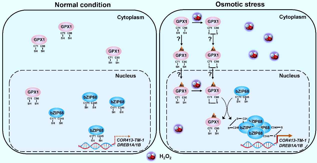 Cutting-Edge Research on the Molecular Mechanism of Rice Redox Receptors in Signal Transduction of Osmotic Stress