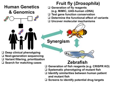 Genetic model organisms have functional impacts on human biology and disease mechanisms.