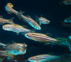 Fig.2 Zebrafish. (Wikipedia)