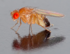 Fig.3 Drosophila melanogaster (D. melanogaster). (Wikipedia)