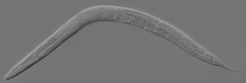 Fig.5 Caenorhabditis elegans (C. elegans). (Wikipedia)