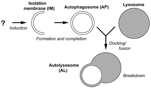 Fig.1 A Diagram of the process of autophagy. (Wikipedia)