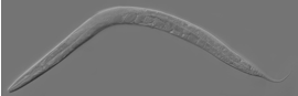 Fig.3 Caenorhabditis elegans (C. elegans). (Wikipedia)
