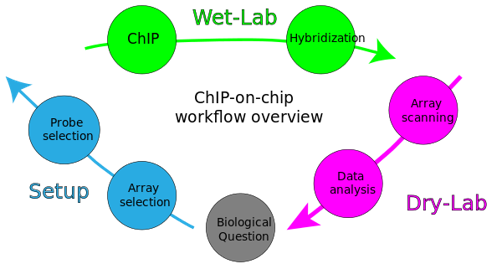 Fig.2 Workflow overview of a ChIP-on-chip experiment.