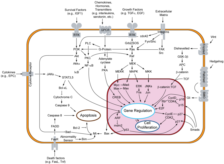 Fig.1 Signaling pathways in the cancer cell. (Wikipedia)