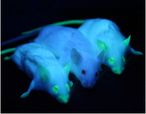 Fig.2 Transgenic mice. (Wikipedia)