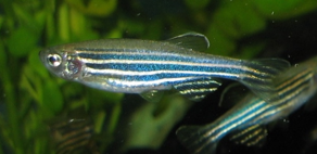 Fig.3 Zebrafish. (Wikipedia)