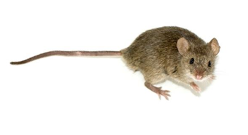 Fig.2 Mouse. (Wikipedia)