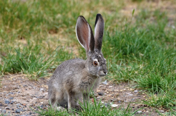 Fig.3 Rabbit. (Wikipedia)