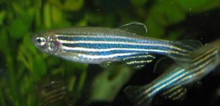 Fig.4 Zebrafish. (Wikipedia)