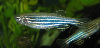 Fig.2 Zebrafish. (Wikipedia)