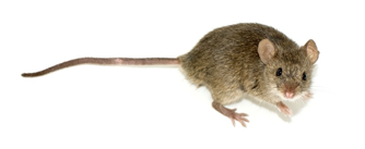 Fig.3 Mouse. (Wikipedia)