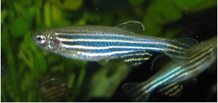 Fig.2 Zebrafish. (Wikipedia)
