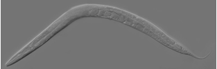 Fig.3 Caenorhabditis elegans (C. elegans)