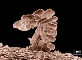 Fig.3 Escherichia coli (E. coli). (Wikipedia)