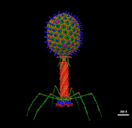 Fig.4 Bacteriophage. (Wikipedia)