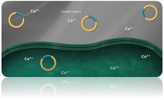 Modelorg Competent Cells