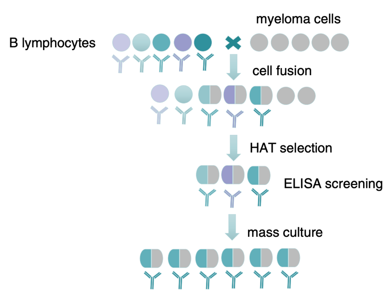 Fig.1 Process of monoclonal antibody generation technology. (Hanack, 2016)