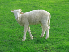 Fig.2 Sheep (Wikipedia)