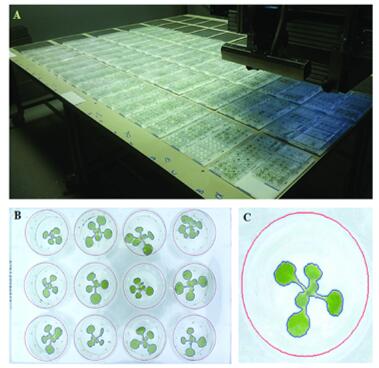 Modelorg Arabidopsis Technology Platform