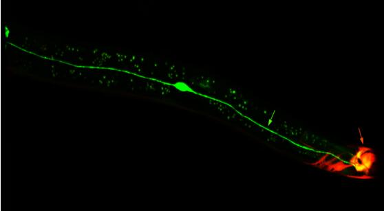 Modelorg C. elegans Technical Platform