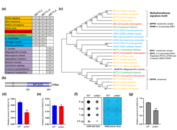 New progress in epigenetic modification regulation of pathogenic mechanism of rice blast fungus