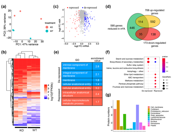 New progress in epigenetic modification regulation of pathogenic mechanism of rice blast fungus